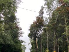 Cortes de energía por caídas de árboles y ramas provocó breve pero intenso temporal en Villarrica