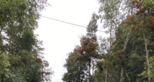Cortes de energía por caídas de árboles y ramas provocó breve pero intenso temporal en Villarrica