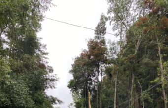 Cortes de energía por caídas de árboles y ramas provocó breve pero intenso temporal en Villarrica