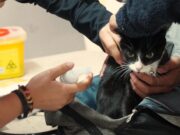 Operativos veterinarios ejecutados por el municipio de Pitrufquén beneficia a cientos de mascotas en sectores rurales y urbanos