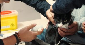 Operativos veterinarios ejecutados por el municipio de Pitrufquén beneficia a cientos de mascotas en sectores rurales y urbanos