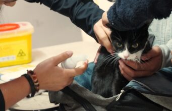 Operativos veterinarios ejecutados por el municipio de Pitrufquén beneficia a cientos de mascotas en sectores rurales y urbanos