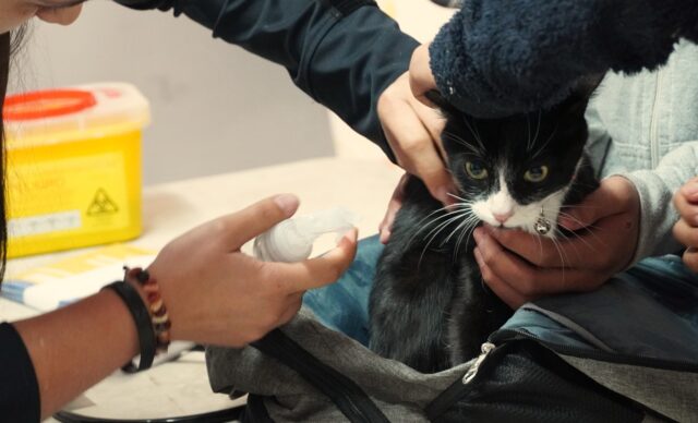 Operativos veterinarios ejecutados por el municipio de Pitrufquén beneficia a cientos de mascotas en sectores rurales y urbanos