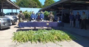 Incautan casi 300 plantas de cannabis y armamento de guerra en operativo policial en Angol
