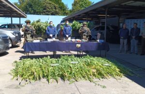 Incautan casi 300 plantas de cannabis y armamento de guerra en operativo policial en Angol