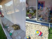 Indignación en Pitrufquén: familias denuncian robo de especies desde sepulturas del cementerio municipal