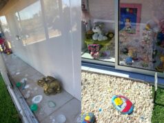 Indignación en Pitrufquén: familias denuncian robo de especies desde sepulturas del cementerio municipal