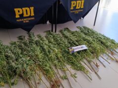 Incautan plantas de marihuana en invernaderos en sector rural de Angol: hay un detenido