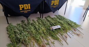 Incautan plantas de marihuana en invernaderos en sector rural de Angol: hay un detenido