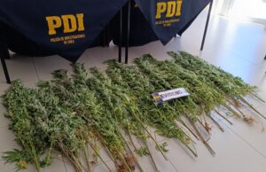 Incautan plantas de marihuana en invernaderos en sector rural de Angol: hay un detenido