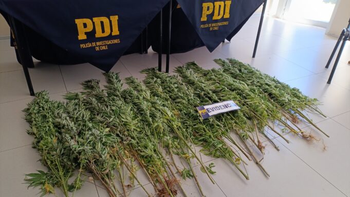 Incautan plantas de marihuana en invernaderos en sector rural de Angol: hay un detenido