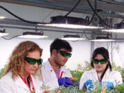 Ciencia y Agricultura Familiar Campesina: Cooperativa de Padre Las Casas se suma a la producción de proteína vegetal de alta gama