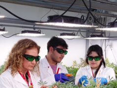 Ciencia y Agricultura Familiar Campesina: Cooperativa de Padre Las Casas se suma a la producción de proteína vegetal de alta gama