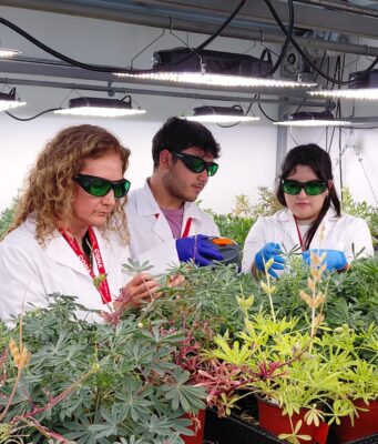 Ciencia y Agricultura Familiar Campesina: Cooperativa de Padre Las Casas se suma a la producción de proteína vegetal de alta gama