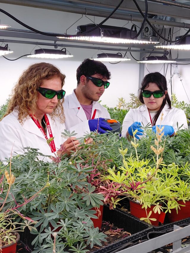 Ciencia y Agricultura Familiar Campesina: Cooperativa de Padre Las Casas se suma a la producción de proteína vegetal de alta gama