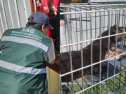 Capturan ejemplar de visón americano en sector rural de Freire