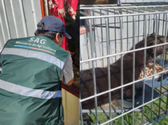 Capturan ejemplar de visón americano en sector rural de Freire