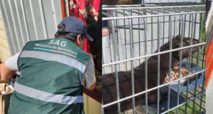 Capturan ejemplar de visón americano en sector rural de Freire