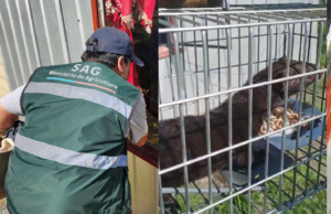 Capturan ejemplar de visón americano en sector rural de Freire
