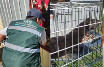 Capturan ejemplar de visón americano en sector rural de Freire