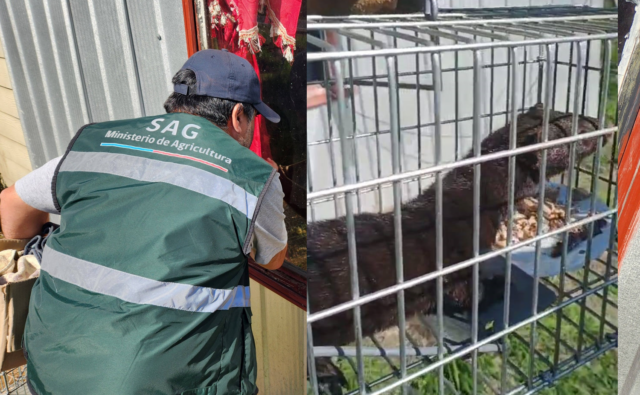 Capturan ejemplar de visón americano en sector rural de Freire