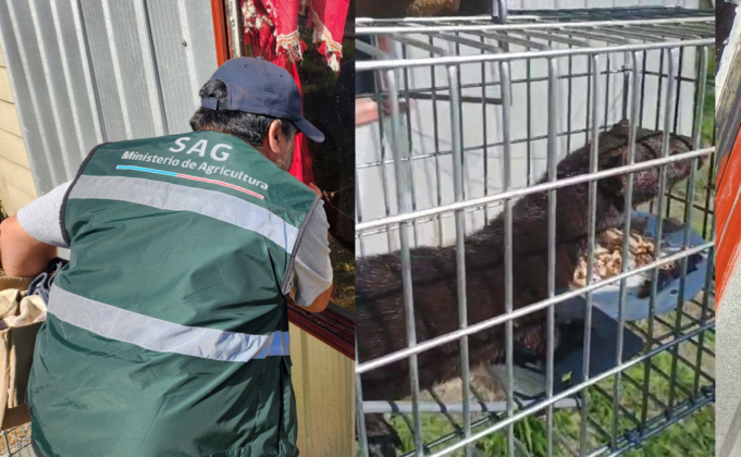 Capturan ejemplar de visón americano en sector rural de Freire