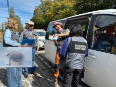 Murciélagos con rabia en Pucón generan operativo de vacunación a mascotas