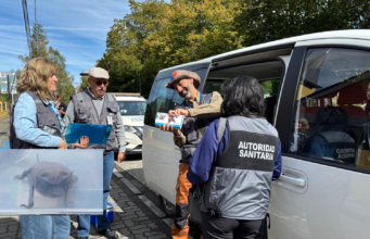 Murciélagos con rabia en Pucón generan operativo de vacunación a mascotas