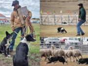 Freire en la ruta al mundial de Escocia en pastoreo con perros: ingeniero agrícola de Puquereo busca un lugar junto a sus Border Collie