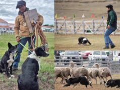 Freire en la ruta al mundial de Escocia en pastoreo con perros: ingeniero agrícola de Puquereo busca un lugar junto a sus Border Collie