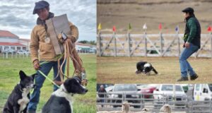 Freire en la ruta al mundial de Escocia en pastoreo con perros: ingeniero agrícola de Puquereo busca un lugar junto a sus Border Collie