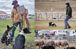Freire en la ruta al mundial de Escocia en pastoreo con perros: ingeniero agrícola de Puquereo busca un lugar junto a sus Border Collie