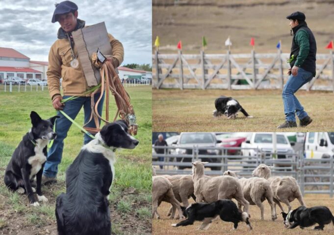 Freire en la ruta al mundial de Escocia en pastoreo con perros: ingeniero agrícola de Puquereo busca un lugar junto a sus Border Collie