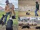 Freire en la ruta al mundial de Escocia en pastoreo con perros: ingeniero agrícola de Puquereo busca un lugar junto a sus Border Collie