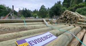 Recuperan en Pucón 900 polines obtenidos mediante estafa por más de cinco millones de pesos