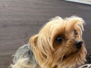 Apareció Facundo: Yorkshire perdido desde 2024 fue hallado en otra vivienda en Temuco