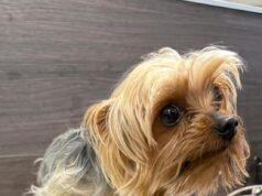 Apareció Facundo: Yorkshire perdido desde 2024 fue hallado en otra vivienda en Temuco