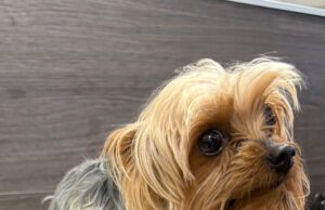 Apareció Facundo: Yorkshire perdido desde 2024 fue hallado en otra vivienda en Temuco