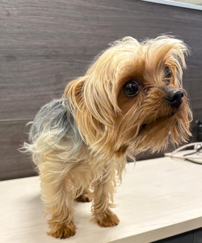 Apareció Facundo: Yorkshire perdido desde 2024 fue hallado en otra vivienda en Temuco