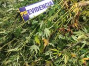 Megaoperativo en La Araucanía deja un detenido e incautación de droga avaluada en $900 millones y armamento