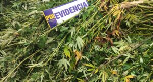 Megaoperativo en La Araucanía deja un detenido e incautación de droga avaluada en $900 millones y armamento