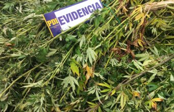 Megaoperativo en La Araucanía deja un detenido e incautación de droga avaluada en $900 millones y armamento
