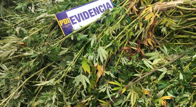 Megaoperativo en La Araucanía deja un detenido e incautación de droga avaluada en $900 millones y armamento