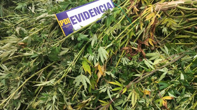 Megaoperativo en La Araucanía deja un detenido e incautación de droga avaluada en $900 millones y armamento
