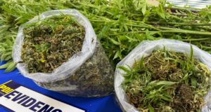 PDI saca de circulación tres millones de pesos en cannabis sativa en la localidad de Hualpin