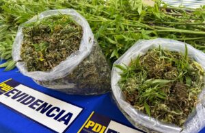 PDI saca de circulación tres millones de pesos en cannabis sativa en la localidad de Hualpin