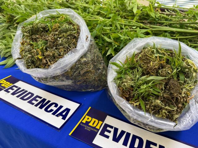 PDI saca de circulación tres millones de pesos en cannabis sativa en la localidad de Hualpin