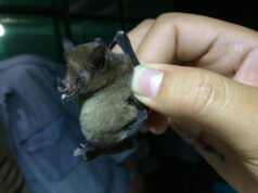 Municipalidad de Ercilla suspende atención presencial por operativo sanitario tras hallazgo de murciélago infectado