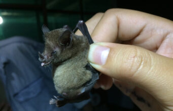 Municipalidad de Ercilla suspende atención presencial por operativo sanitario tras hallazgo de murciélago infectado