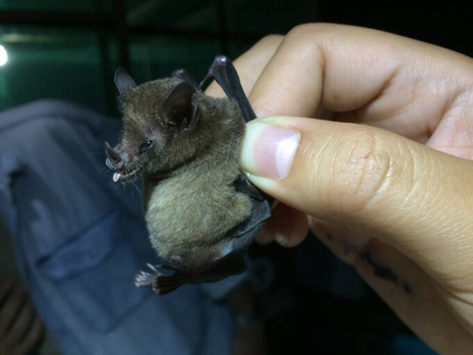 Municipalidad de Ercilla suspende atención presencial por operativo sanitario tras hallazgo de murciélago infectado